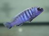 Pseudotropheus sp. 'minutus tanzania'