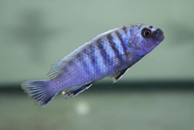 Pseudotropheus sp. 'minutus tanzania'