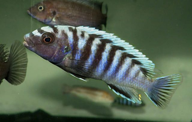 Pseudotropheus sp. 'minutus tanzania'