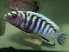 Pseudotropheus sp. 'minutus tanzania'