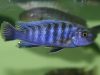 Pseudotropheus sp. 'minutus tanzania'