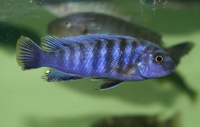 Pseudotropheus sp. 'minutus tanzania'