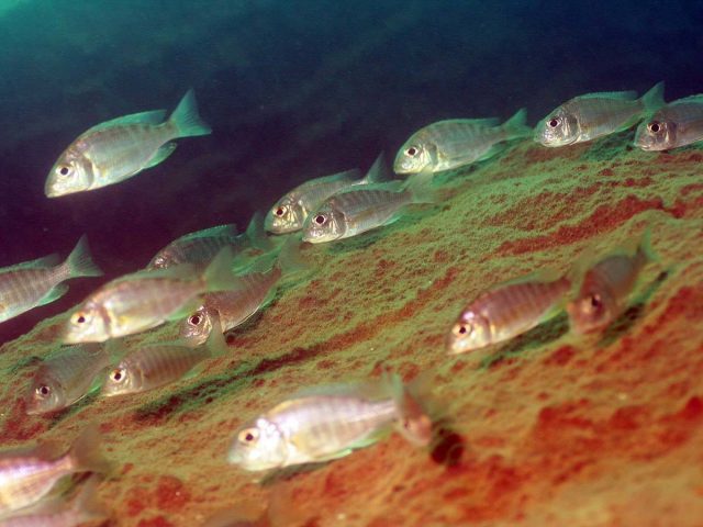 Aulonocara maylandi Luwala Reef (samice)