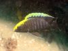 Aulonocara maylandi Luwala Reef (samec)