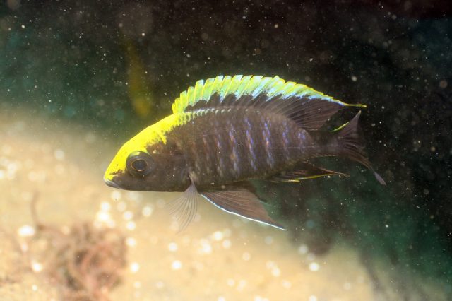 Aulonocara maylandi Luwala Reef (samec)