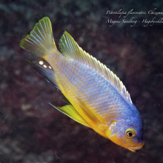 Petrotilapia flaviventris