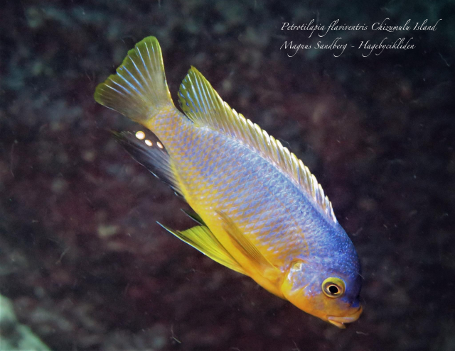 Petrotilapia flaviventris
