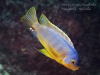 Petrotilapia flaviventris