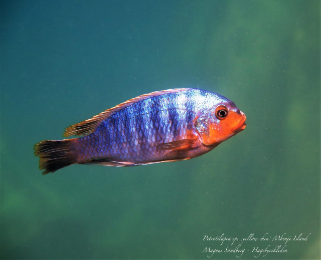 Petrotilapia sp. &#8218;yellow chin&#8216;