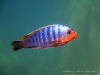 Petrotilapia sp. ‚yellow chin‘