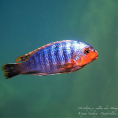 Petrotilapia sp. ‚yellow chin‘
