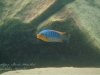 Petrotilapia sp. 'yellow chin' (samec)