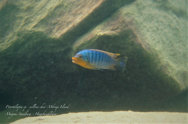 Petrotilapia sp. 'yellow chin' (samec)