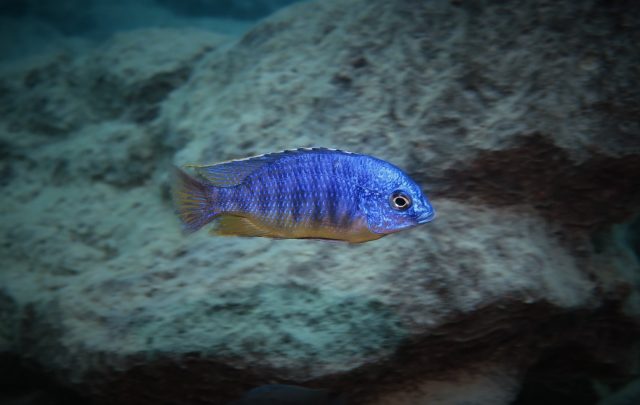 Protomelas taeniolatus