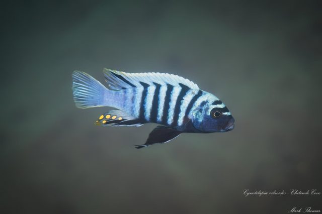 Cynotilapia zebroides