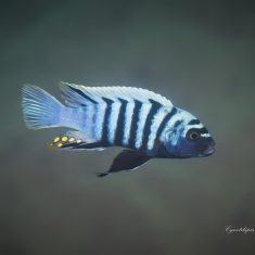 Cynotilapia zebroides