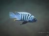 Cynotilapia zebroides