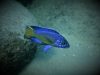Aulonocara stuartgranti Mdoka Reef