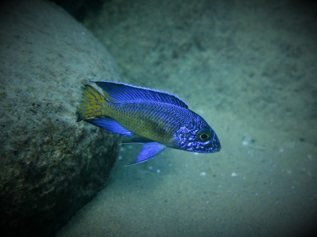 Aulonocara stuartgranti Mdoka Reef