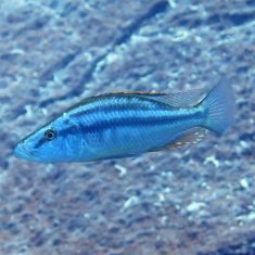 Dimidiochromis compressiceps