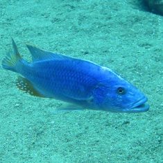 Tyrannochromis nigriventer