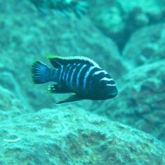 Cynotilapia zebroides