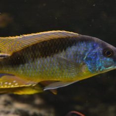 Mylochromis formosus