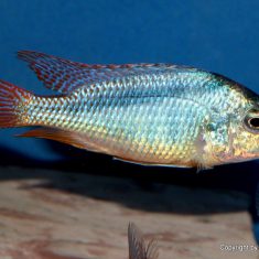 Mylochromis anaphyrmus