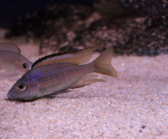 Aulonocara aquilonium Mdoka Reef (samec a samice)