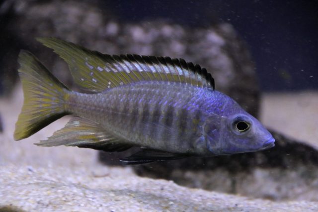 Aulonocara aquilonium Mdoka Reef (samec)