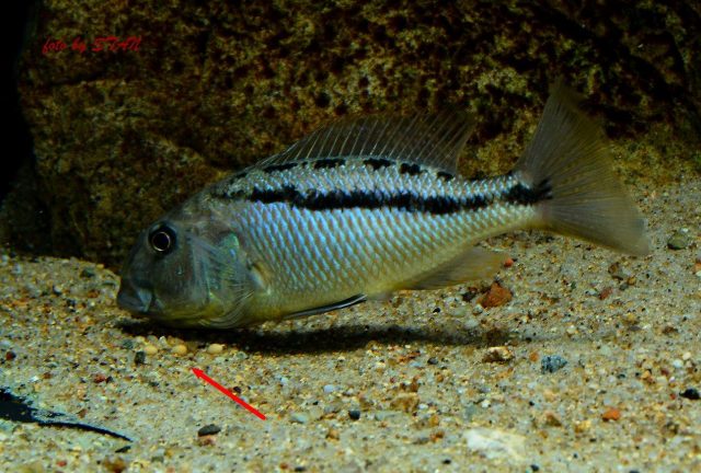 Aristochromis christyi Boadzulu Island (samice)