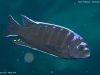 Cynotilapia afra (samec)