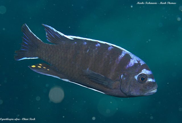 Cynotilapia afra (samec)