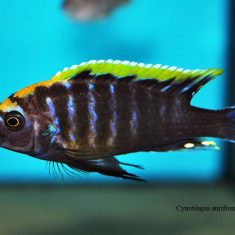 Cynotilapia aurifrons