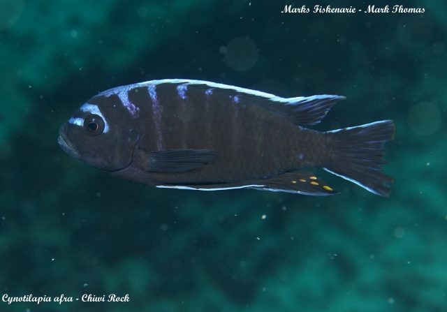 Cynotilapia afra