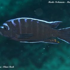 Cynotilapia afra