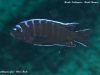 Cynotilapia afra