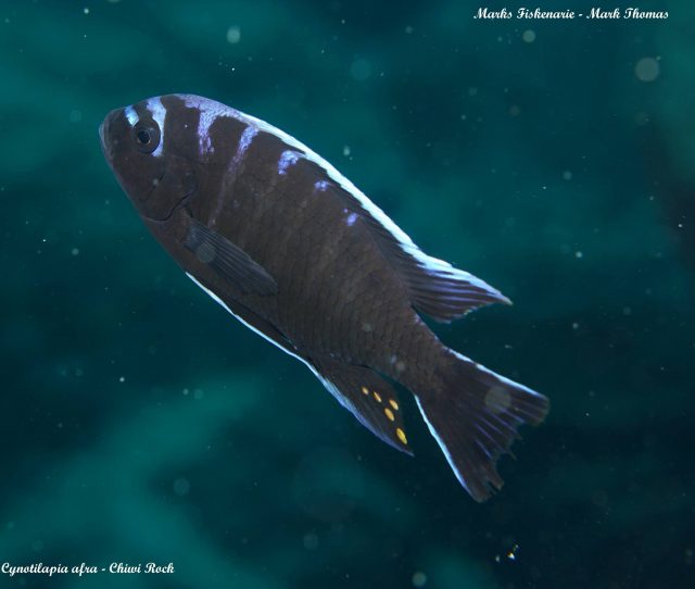 Cynotilapia afra (samec)