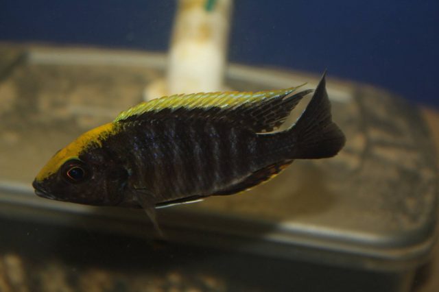 Aulonocara maylandi Luwala Reef (samec)