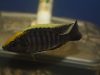 Aulonocara maylandi Luwala Reef (samec)