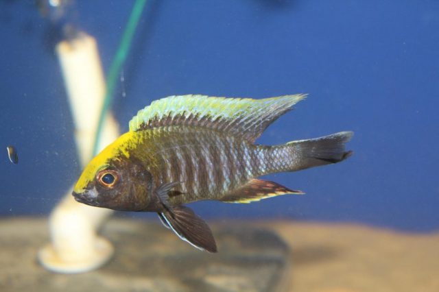 Aulonocara maylandi Luwala Reef (samec)