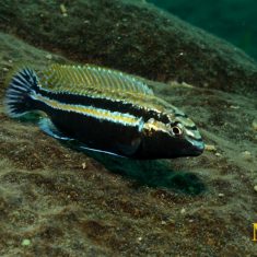 Melanochromis auratus