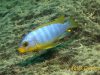 Metriaclima aurora Mitande Reef