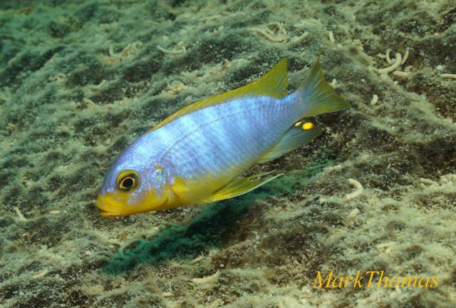 Metriaclima aurora Mitande Reef