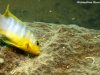 Metriaclima aurora