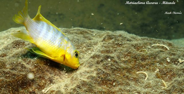 Metriaclima aurora