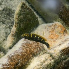 Melanochromis baliodigma