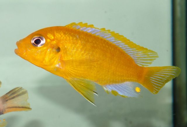 Metriaclima barlowi Mbenji Island (samec)