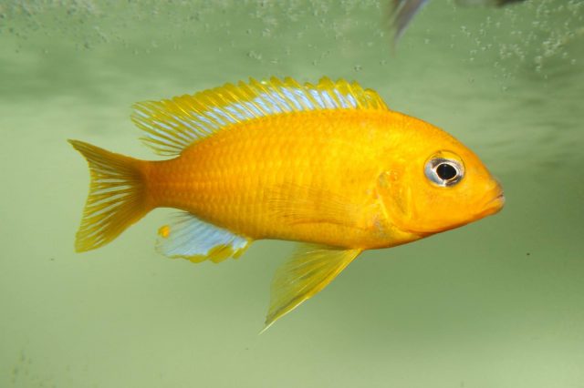 Metriaclima barlowi