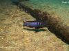 Chindongo bellicosus